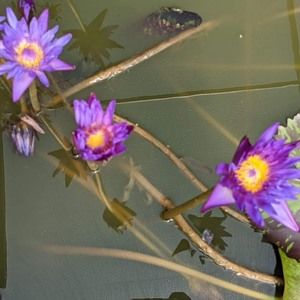 Meet your Posher, Sam